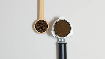 Lupinenbohnen und Pulver