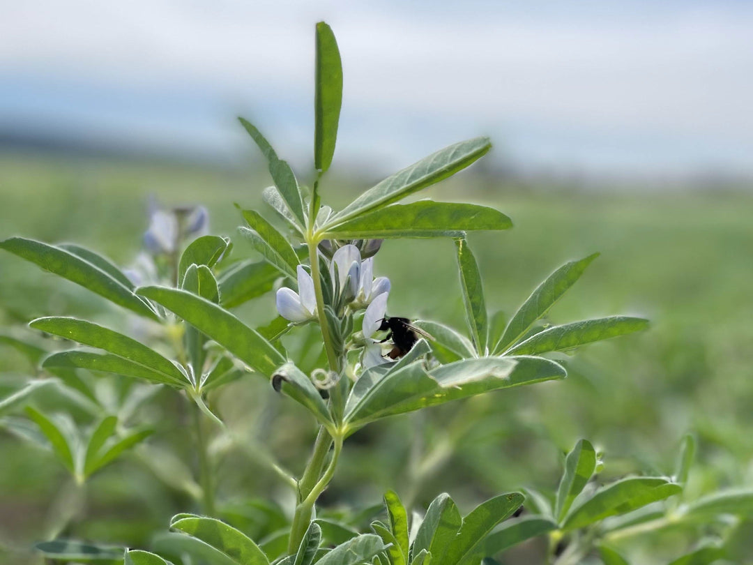 Was die Lupine so nachhaltig macht und wie wir helfen Bienen zu retten