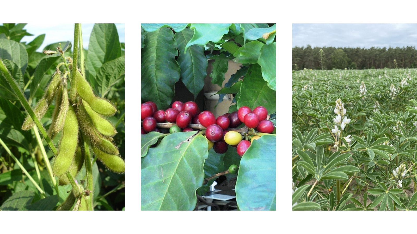 Lupinenpflanze, Kaffeepflanze, Sojapflanze 